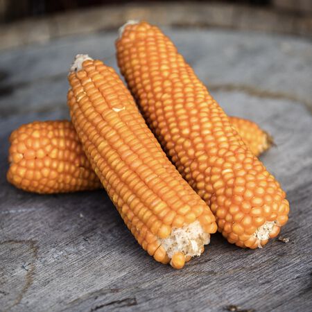 Argentino Cateto Orange Dent, Corn Seed image number null